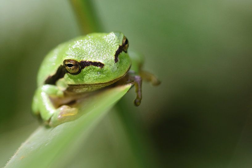 Treefrog on a leaf by Bob Wieggers