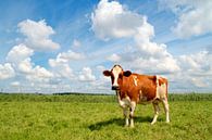 Curious cow standing on meadow by Jan Brons thumbnail