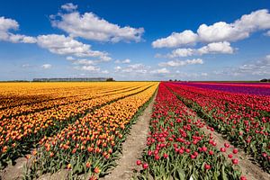 Blühende Tulpenfelder in der Landschaft von Groningen