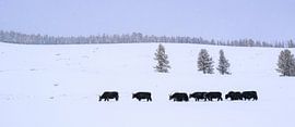 Tsenkher, Mongolia - IV by Jarne Buttiens