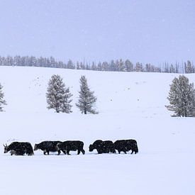 Tsenkher, Mongolei - III von Jarne Buttiens