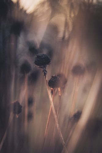 Couleurs d'automne sur honey_m_i_l_k_photo