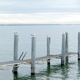 Mouettes sur les bollards le long de la jetée sur Idema Media