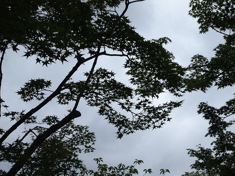 Japanse Esdoorn von Isjah Koppejan