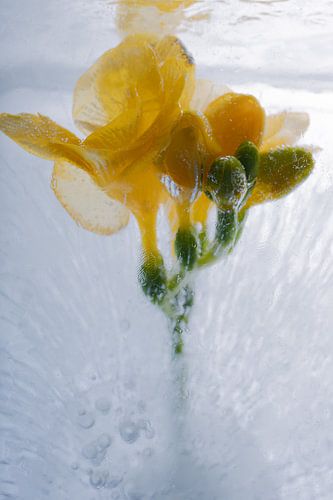Freesia jaune dans la glace 1