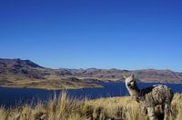 Alpaka im Hochland von Peru