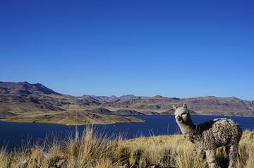 Alpaca in de hooglanden van Peru van Felix Schussler