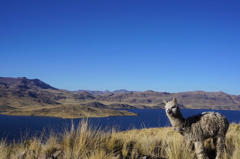 Alpaca in the highlands of Peru by Felix Schussler