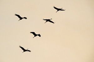 Kranichvögel oder Kraniche, die im Herbst in einen Sonnenuntergang fliegen