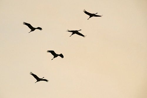 Kraanvogels vliegend in een zonsondergang tijdens de herfst