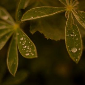 Morning dew on leaf by Alica Semle