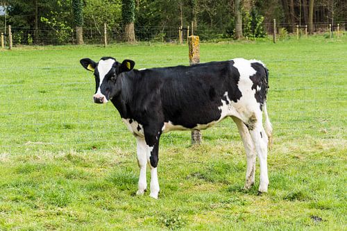 Pink in de weide van Heidestein bij Driebergen-Rijsenburg Utrecht Nederland