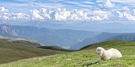 Daisy neemt een kleine pauze van Hans Rodewald