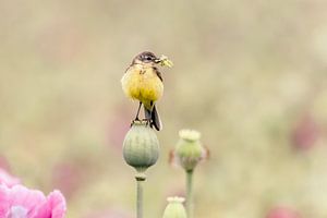 Gelbe Bachstelze auf einer Mohnblume von KB Design & Photography (Karen Brouwer)