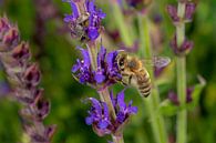 Macro shot of a honey bee at the lavender blossom by Hans-Jürgen Janda thumbnail