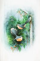 Robins in the forest