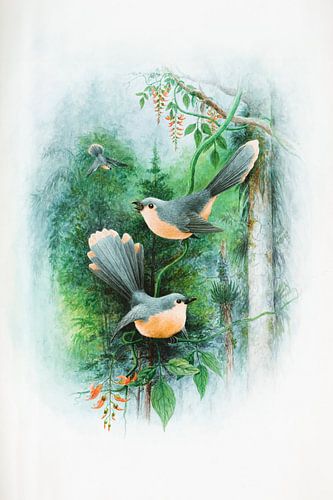 Roodborstjes in het bos van Evert Schiphuis