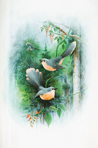 Robins in the forest by Evert Schiphuis
