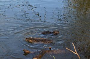das Bild zeigt wild lebende Nutria