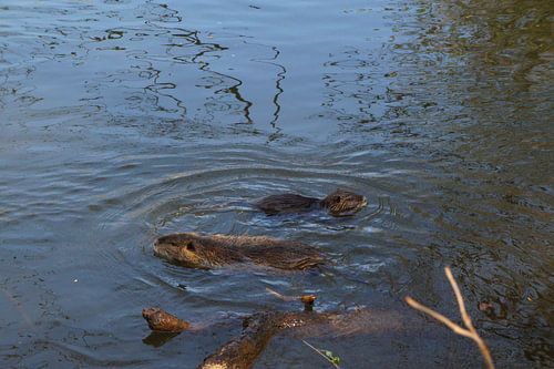 de foto toont wilde levende nutria
