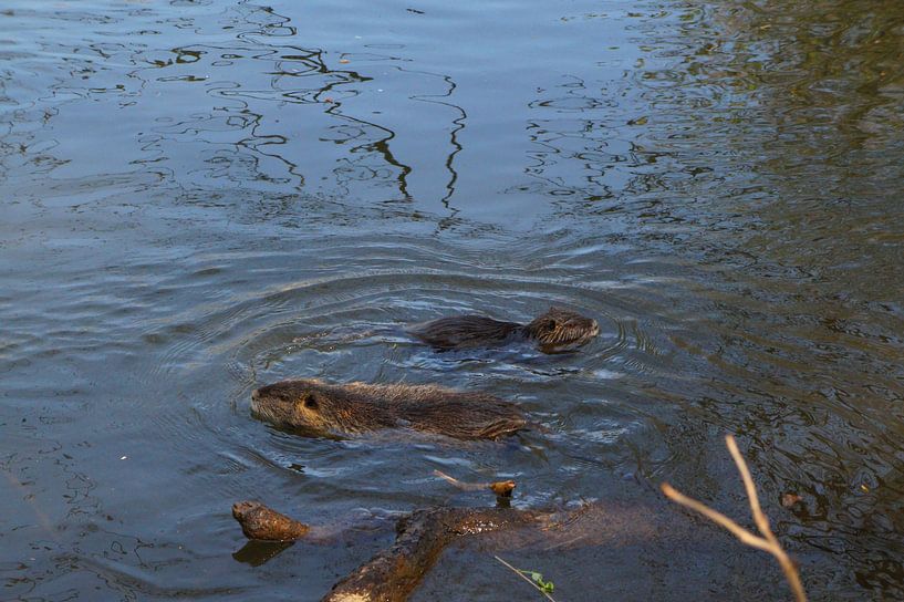 das Bild zeigt wild lebende Nutria von Babetts Bildergalerie