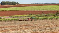 Harvest on one of the huge sugar cane fields in Paraguay by Jan Schneckenhaus thumbnail