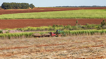 Ernte auf einem der riesigen Zuckerrohrfelder in Paraguay