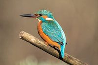 IJsvogel