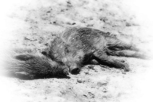 Wildschweinferkel - wild boar piglets