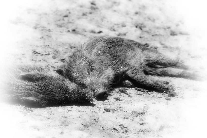 Wildschweinferkel - wild boar piglets von Dagmar Marina
