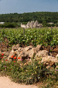 Weinreben