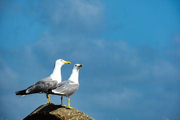 Two seagulls by Dieter Walther