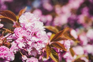 Roze bloesem van Mandy Jonen