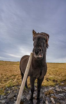 IJslands paard in IJsland van Patrick Groß