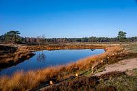 Meer bij de Heide van de Utrechtse Heuvelrug