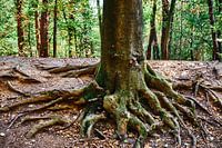 Baumstamm mit Wurzeln und Wald im Hintergrund