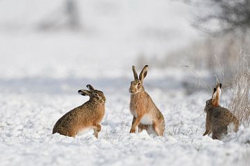 Feldhasen ( Lepus europaeus ) drei Hasen im Schnee, wildlife, Europa. von wunderbare Erde
