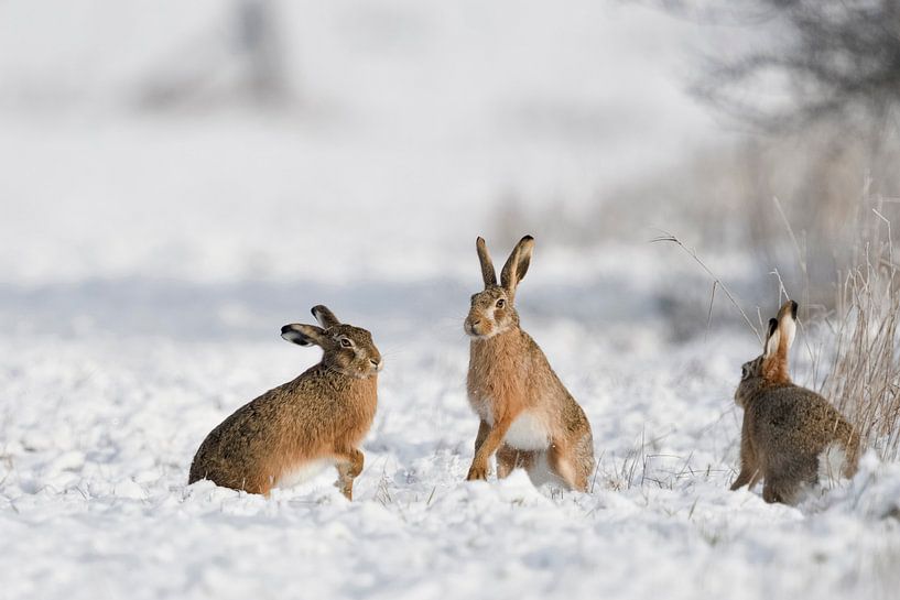 Lièvres européens ( Lepus europaeus ) trois lièvres dans la neige, faune sauvage, Europe. par wunderbare Erde