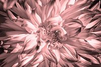 Dahlia bloem