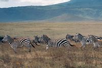 Zèbres courant parmi les gnous – Ngorongoro Crater, Tanzania