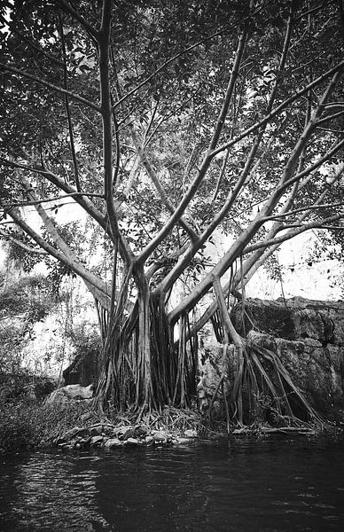Baum mit ausländischen Wurzeln im Phong Nha-Ke Bang Nationalpark von Karel Ham