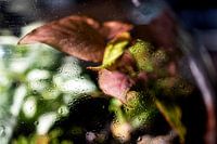 Macro foto van een paars groene plant met waterdruppels