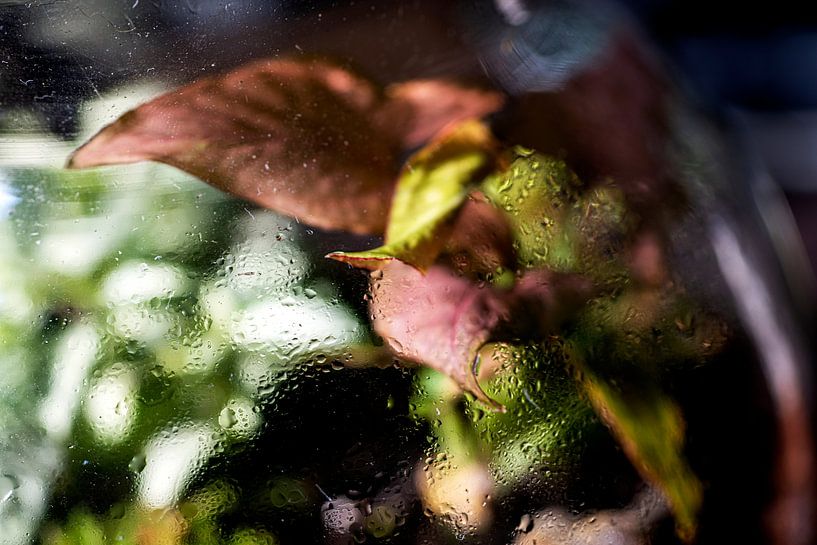 Photo macro d'une plante vert pourpre avec des gouttes d'eau par Robrecht Kruft