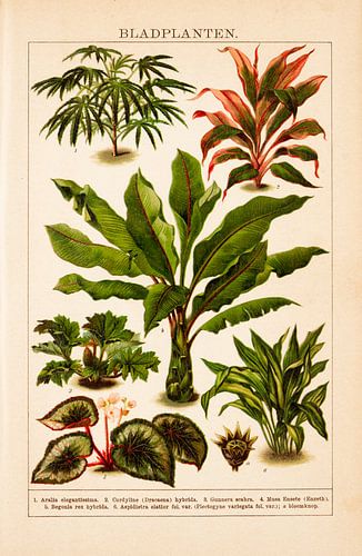 Antieke kleurenlitho Bladplanten