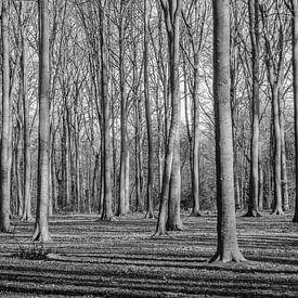 Mystérieuse forêt vierge sur Roland de Zeeuw fotografie