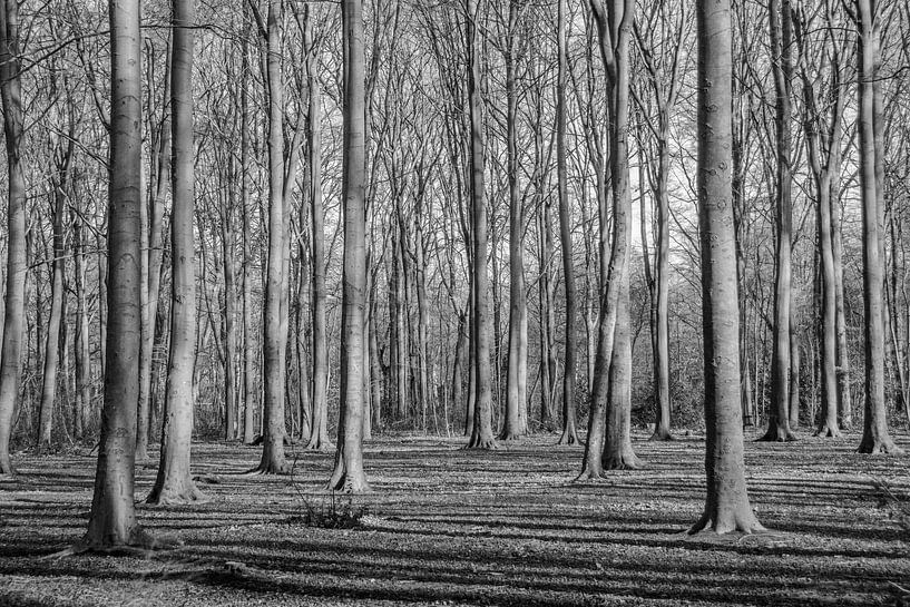 Mystérieuse forêt vierge par Roland de Zeeuw
