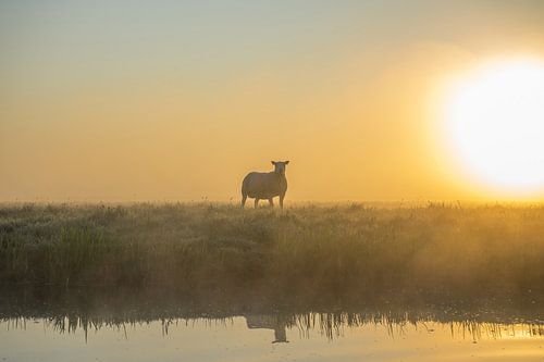 Schaap in weiland tijdens Zonsopkomst