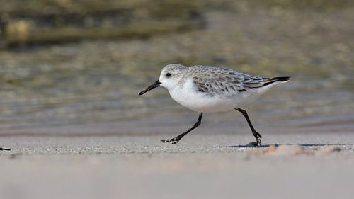 Sanderling läuft am Strand entlang