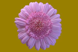 Le pouvoir des fleurs