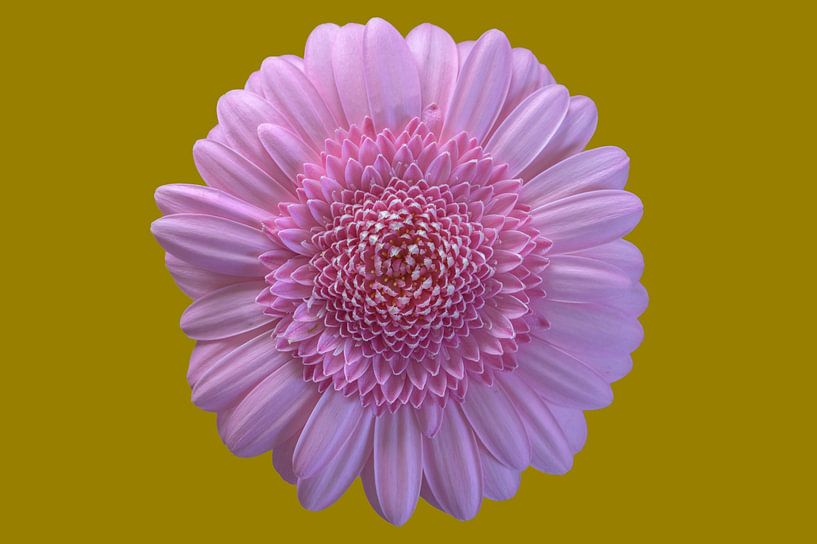 Flower power van Peter Bartelings